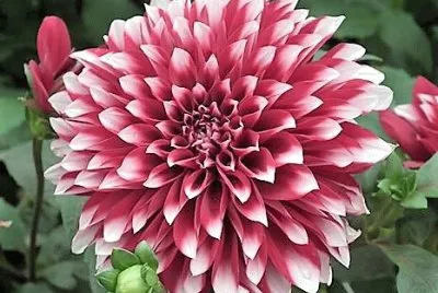 flores