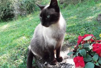 Mia