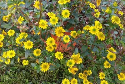 Fleurs