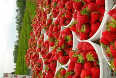 frutas