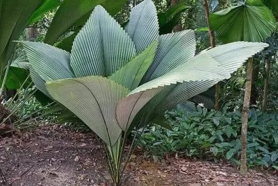 natural