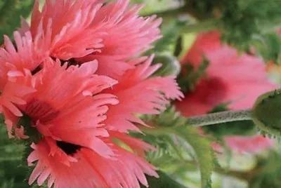 flores