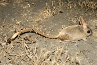 Gerboa jigsaw puzzle