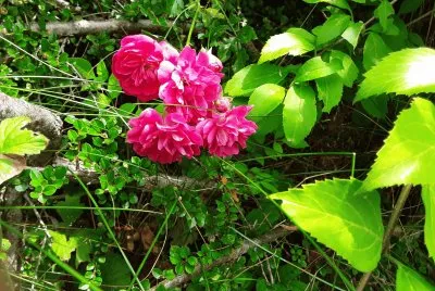 Rosier
