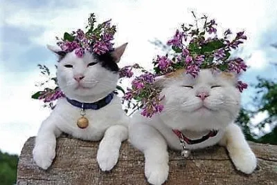 flores