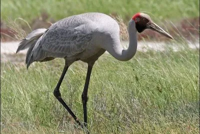 Brolga jigsaw puzzle