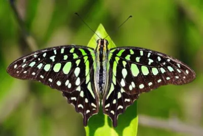 Graphium agamemnon jigsaw puzzle