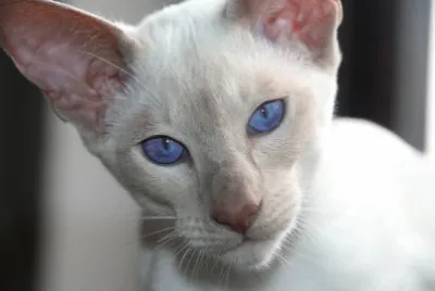 Siamese bianco