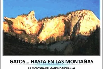 GATOSâ€¦ HASTA EN LAS MONTAÃ‘AS