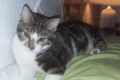 Gatito Omaley