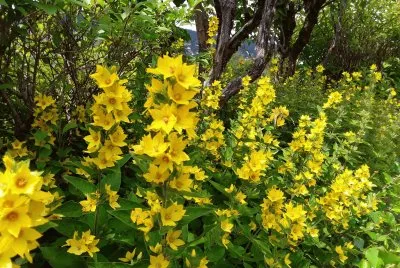 Fleurs