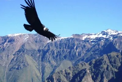 Cóndor en Cañón del Colca.