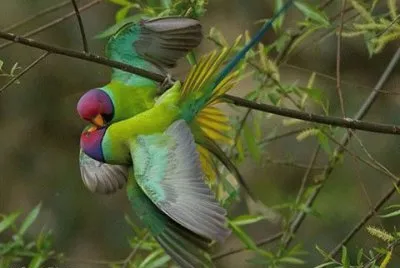 natural jigsaw puzzle