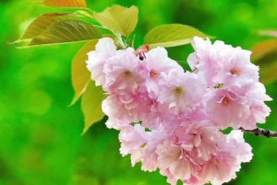 flores