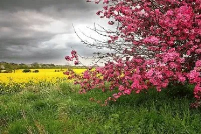 flores