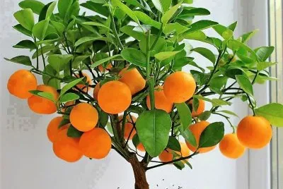 frutas