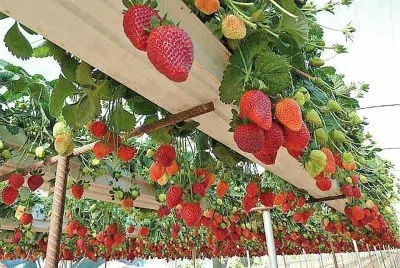 frutas