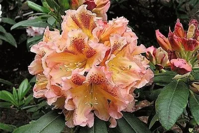 flores