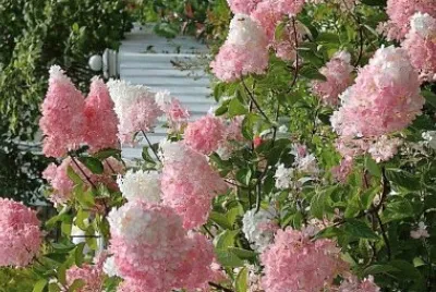 flores