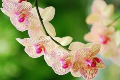 flores