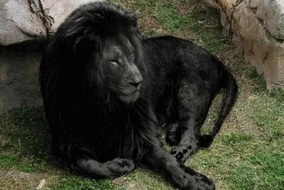 Leone nero