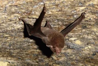 Pipistrello delle seychelles jigsaw puzzle