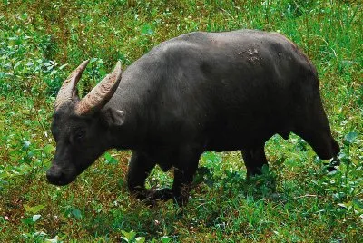 פאזל של Tamaraw