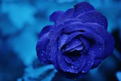 פאזל של Rosa Azul