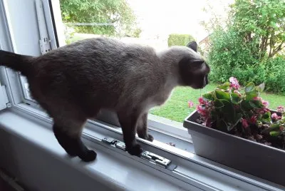 Mia