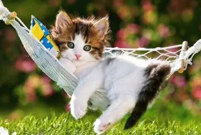 Hermosos Gatito