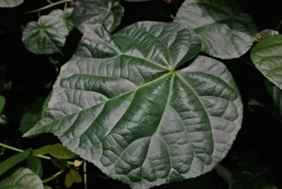 en el botanico valencia