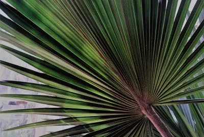en el botanico valencia