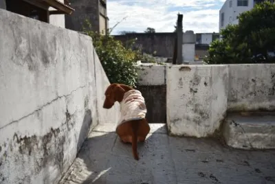 Que miras la ctm jigsaw puzzle