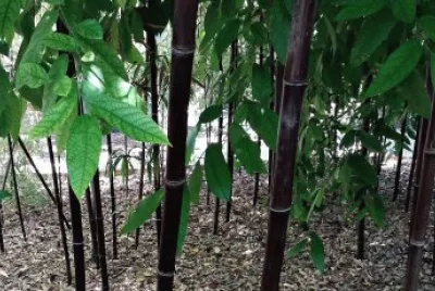 en el botanico valencia-bambu negro
