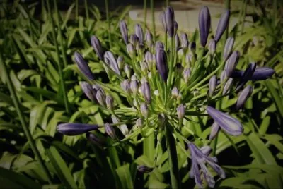 en el botanico valencia