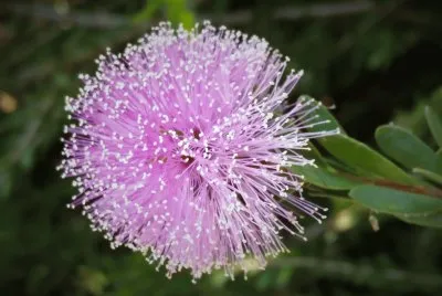 פאזל של en el botanico valencia