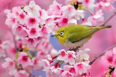 flores