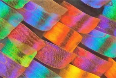 cores