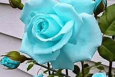 flores