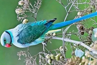 natural jigsaw puzzle