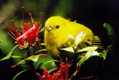 Anianiau