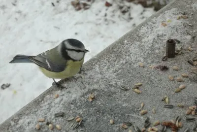 mÃ©sange bleue