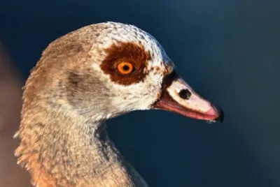 perfil