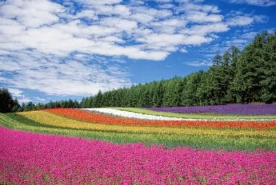 tapete de flores