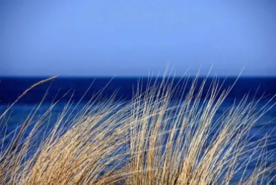 palia