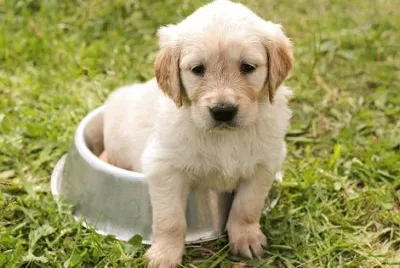 perro