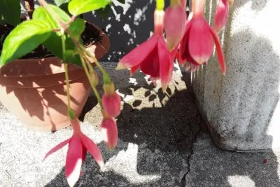 Fuschia