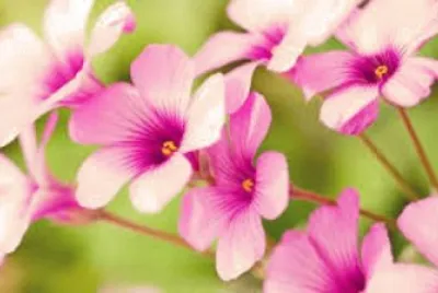 èŠ±