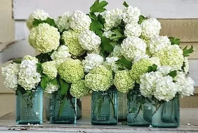 flores
