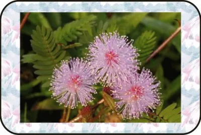 פאזל של å«ç¾žè‰ (æœ‰æ¯’æ¤ç‰©)